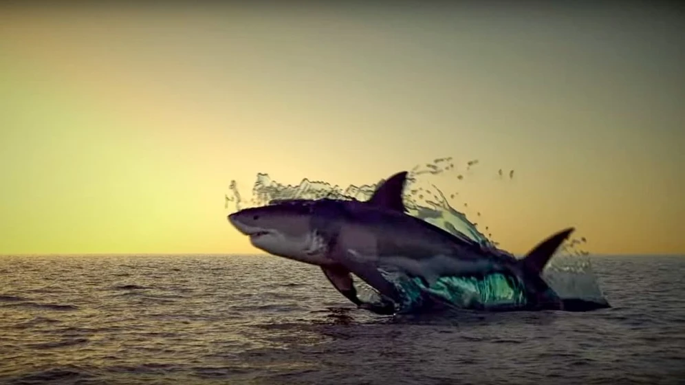 Imagen de noah-s-shark