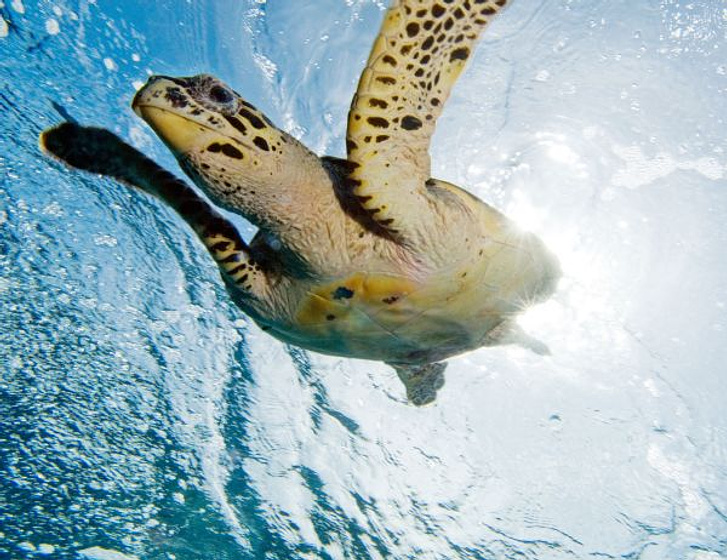 Imagen de OceanWorld 3D