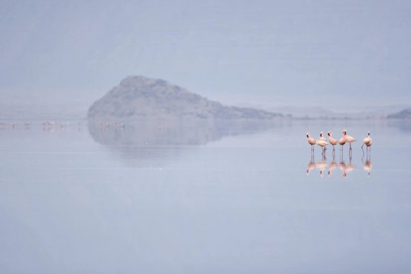 Imagen de the-crimson-wing-mystery-of-the-flamingos