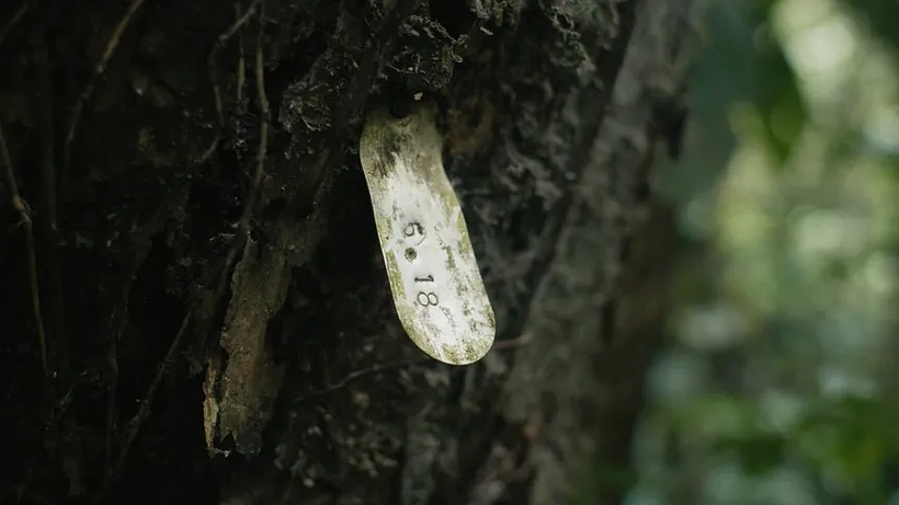 Imagen de Toroboro: The Name of the Plants