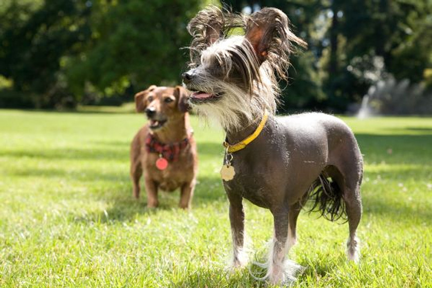 Imagen de Marmaduke
