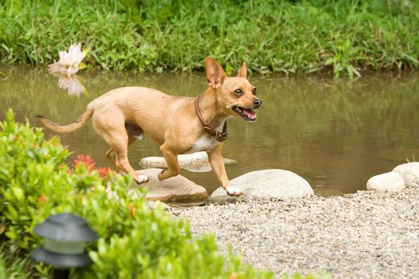 Imagen de Un Chihuahua en Beverly Hills