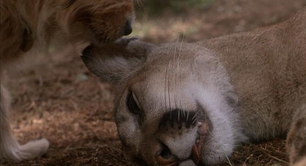 Imagen de cuatro-cachorros-para-salvar