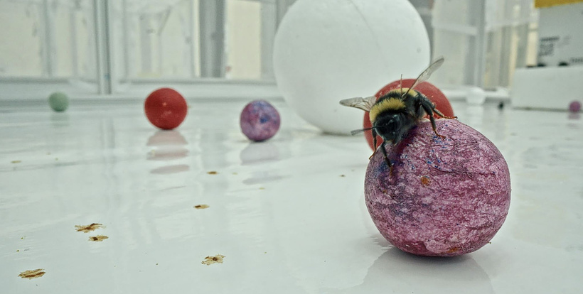 Imagen de Flying Scents - of Plants and People