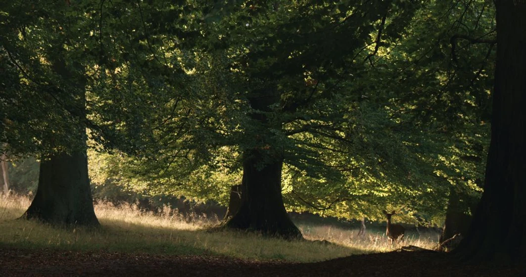 Imagen de la-vida-secreta-de-los-arboles