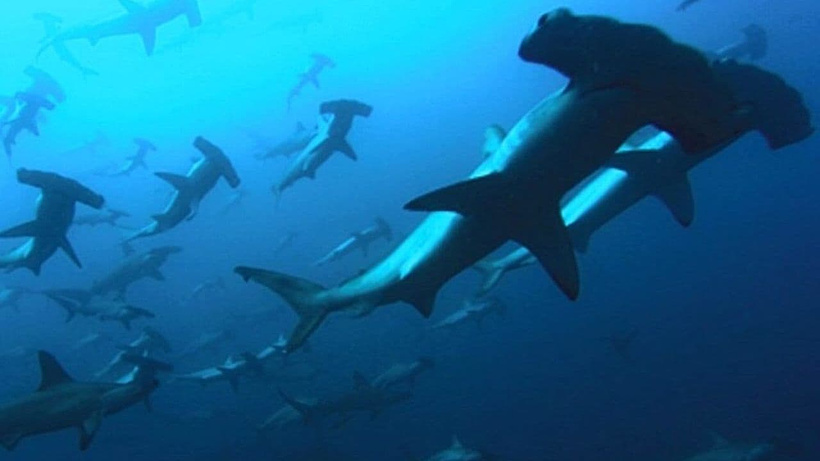 Imagen de Deep Blue