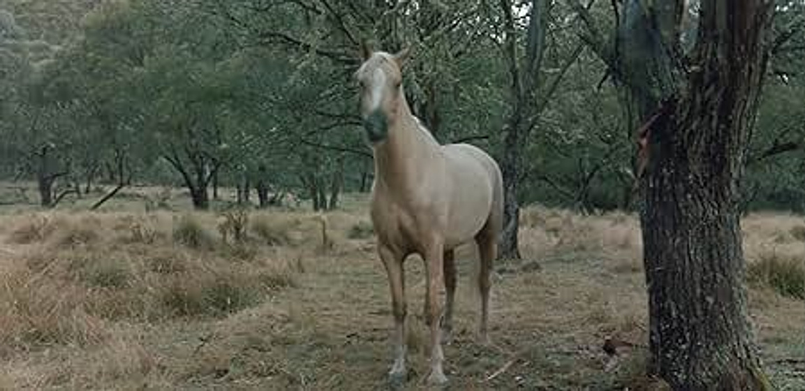 Imagen de La Leyenda de Silver Brumby