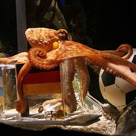 Imagen de The Life and Times of Paul the Psychic Octopus