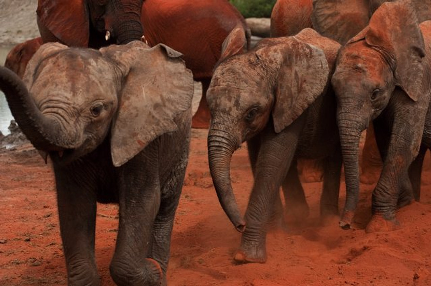 Imagen de Born to Be Wild
