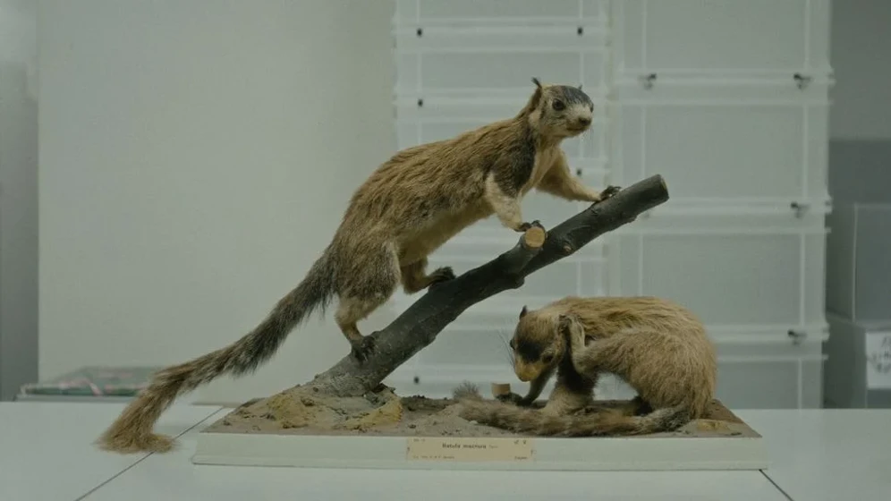 Imagen de elephants-squirrels