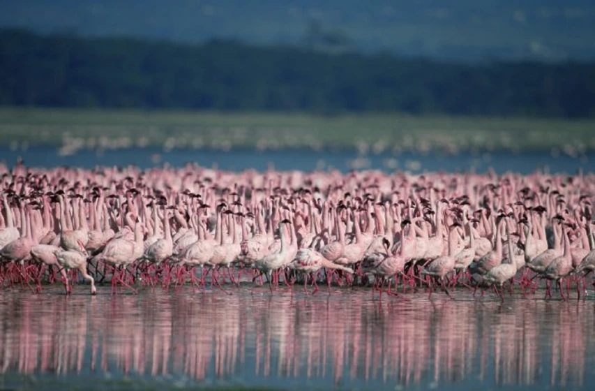 Imagen de The Crimson Wing: Mystery of the Flamingos