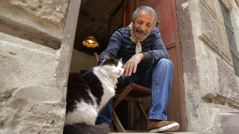 Imagen de Kedi (Gatos de Estambul)