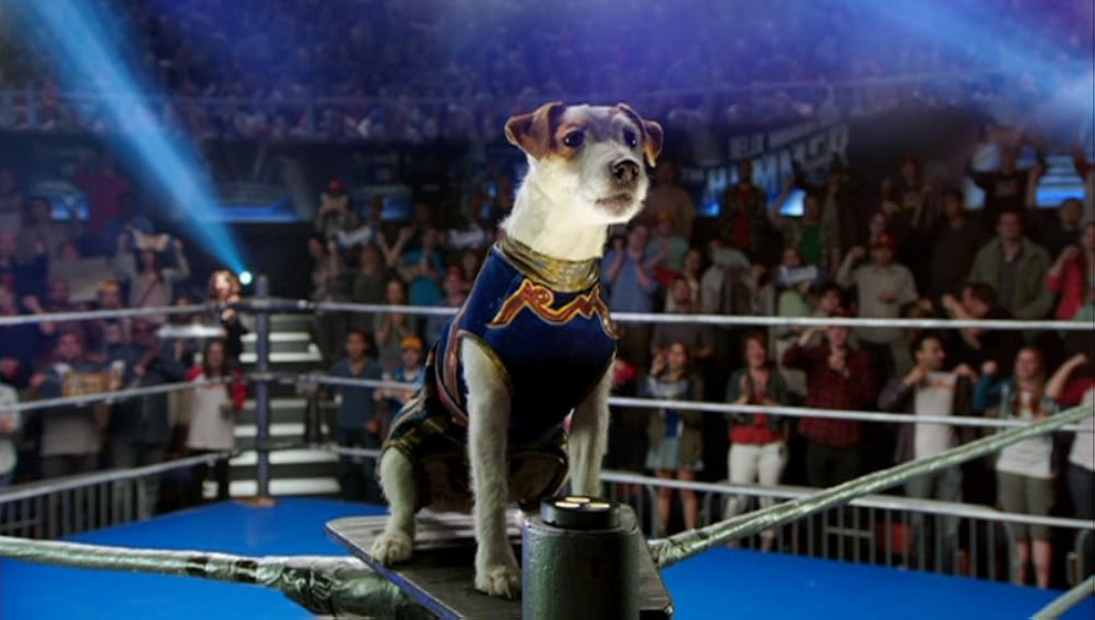 Imagen de russell-el-perro-luchador