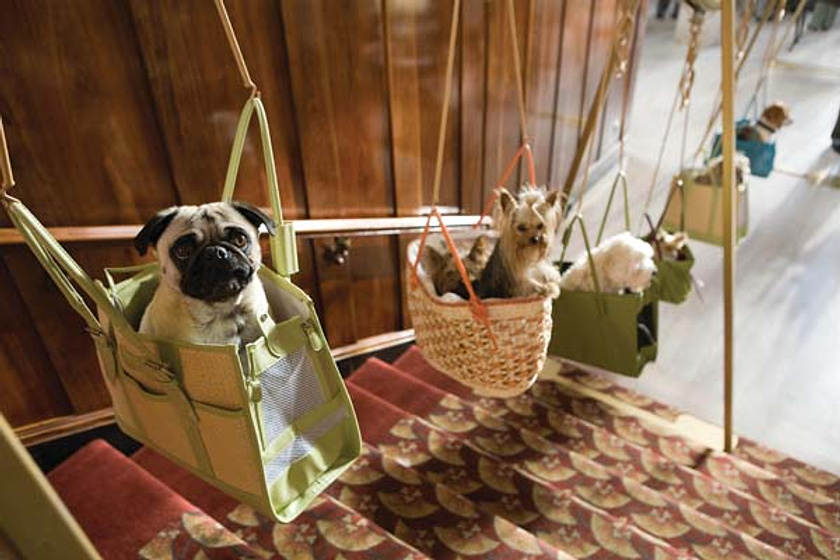 Imagen de Hotel para Perros