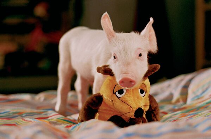 Imagen de Rudy, el cerdito de carreras