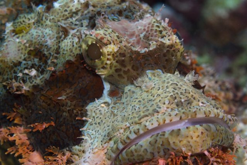 Imagen de Under the Sea 3D