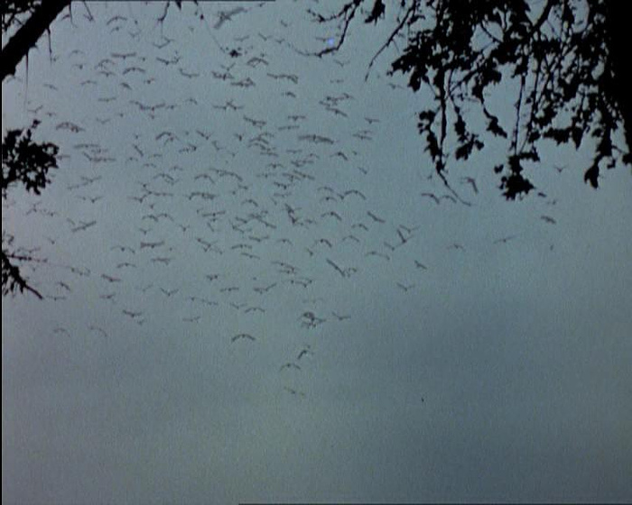 still of movie Los Pájaros