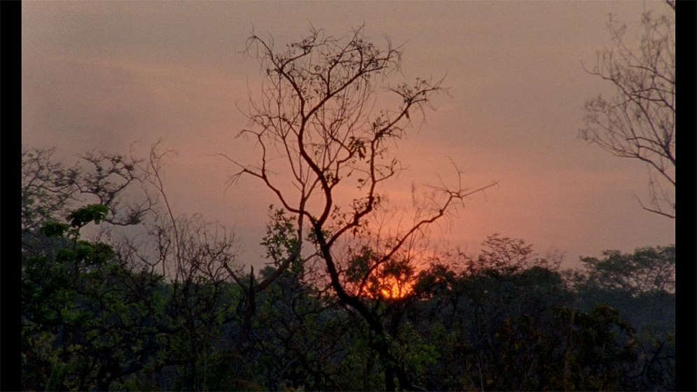 Imagen de El Canto de la Selva