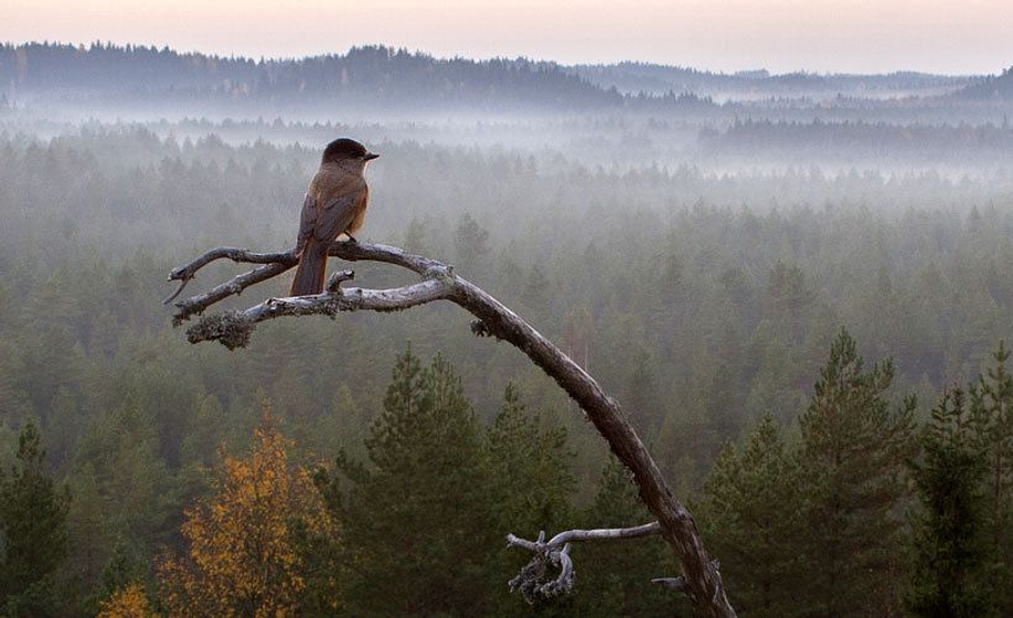 Imagen de Metsän tarina