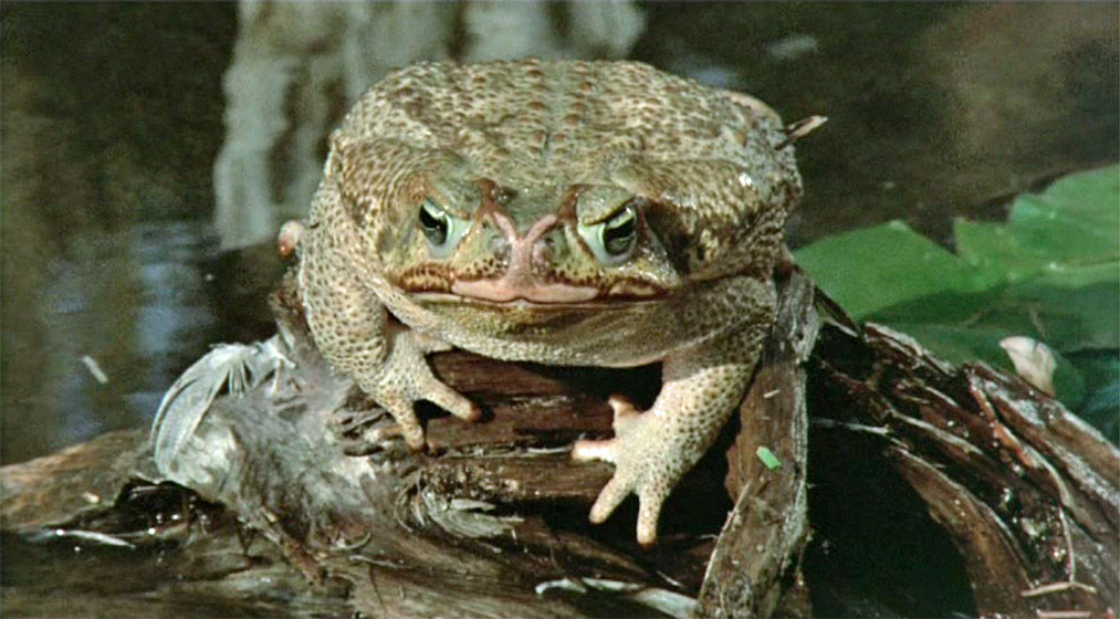 Imagen de Frogs (Ranas)