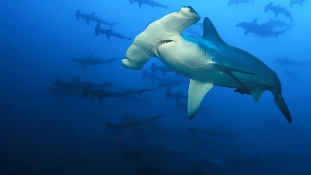 Imagen de Volcanes y Tiburones: Hawaii