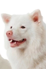 Foto de Meechok