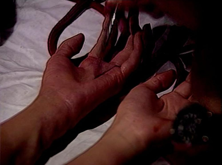 Imagen de guinea-pig-7-making-of-guinea-pig