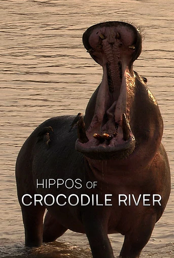 Poster de Hippos of Crocodile River