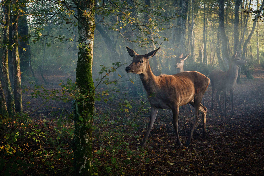Imagen de Bambi, una Vida en el Bosque