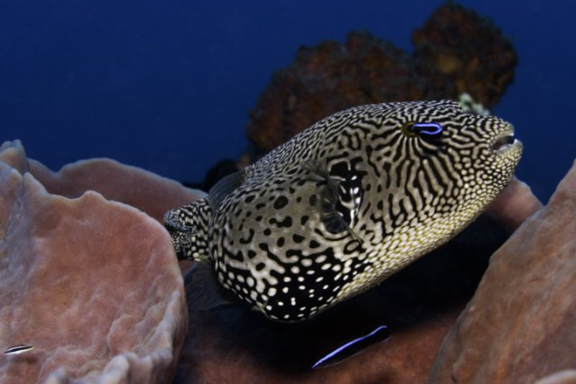 Imagen de Under the Sea 3D
