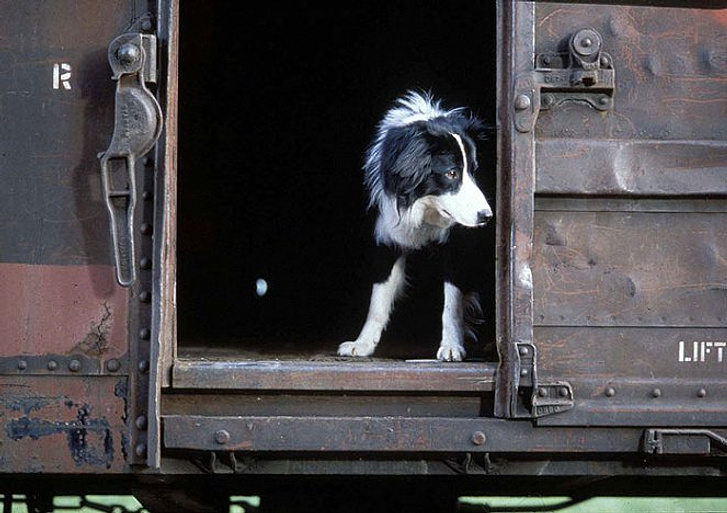 Imagen de Heck's Way Home