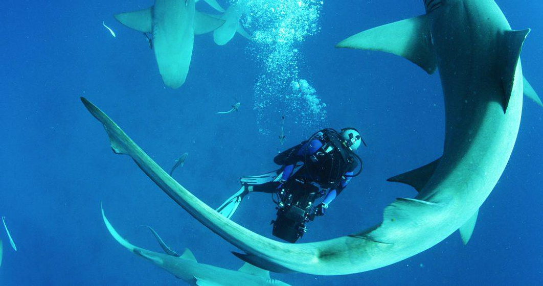 Rob Stewart [IX] en Sharkwater Extinction