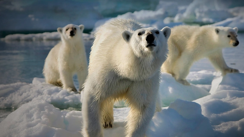 Imagen de Planeta Helado