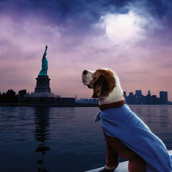 Imagen de Superdog