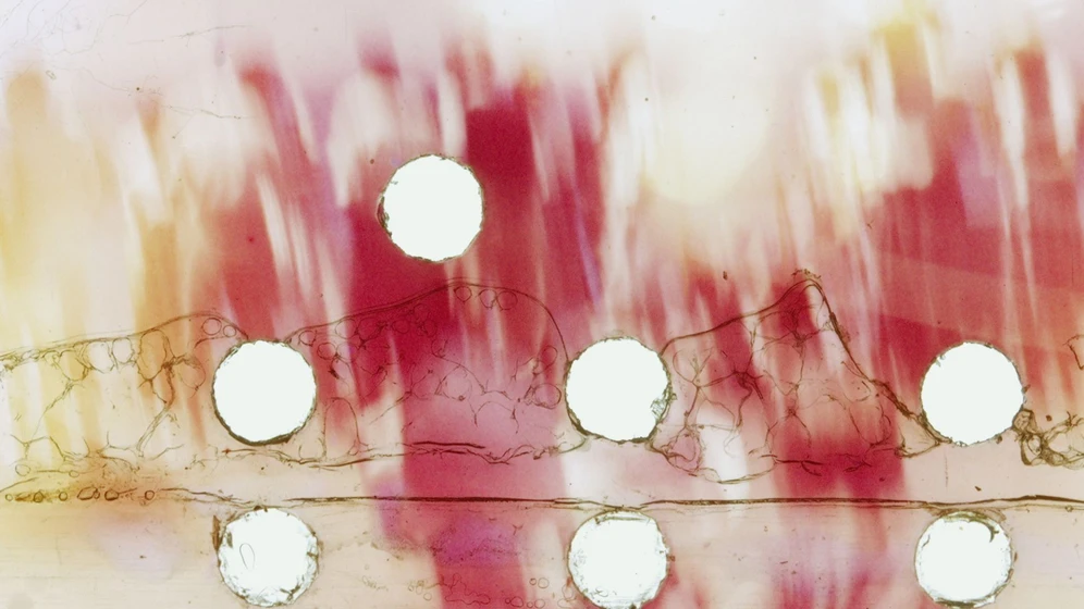 Imagen de the-memory-boom