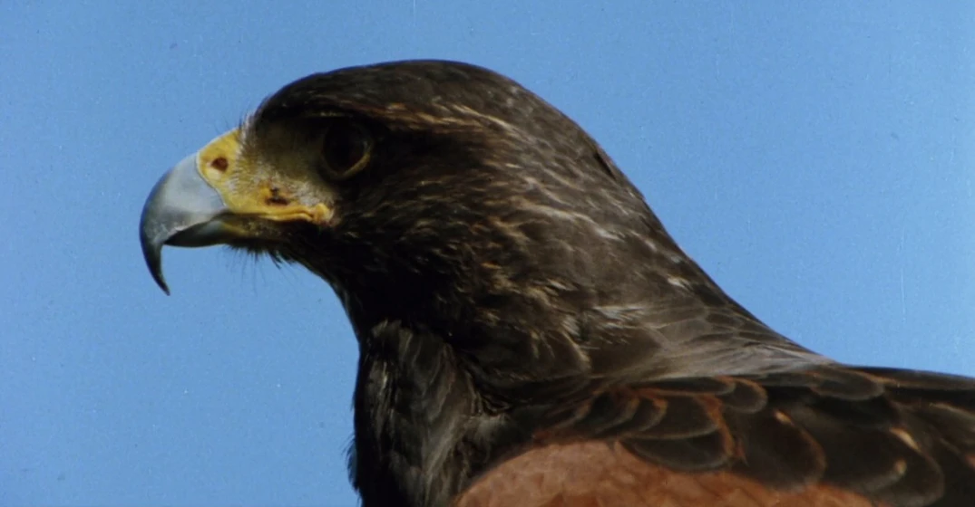 Imagen de el-ataque-de-los-pajaros
