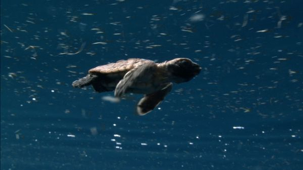 Imagen de El Viaje de la tortuga