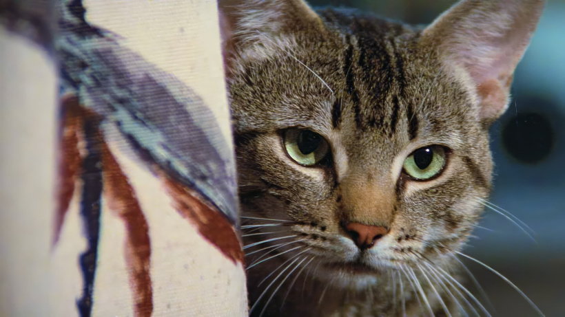 Imagen de Los Ojos del Gato
