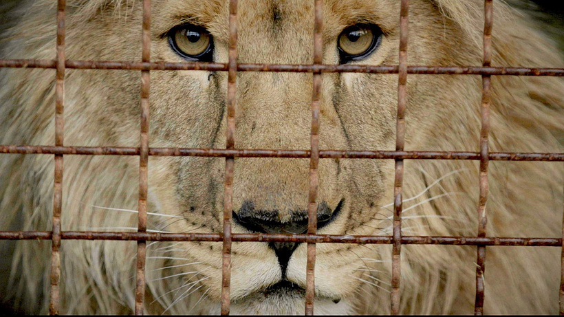 Imagen de Checkpoint Zoo