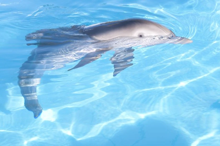 Imagen de la-gran-aventura-de-winter-el-delfin