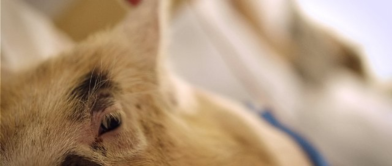 Imagen de Upstream Color