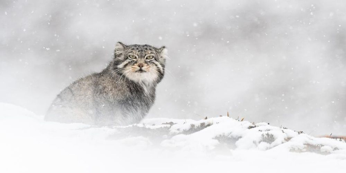 Imagen de La Pantera de las Nieves