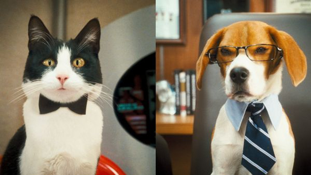 Imagen de Como perros y gatos. La Revancha de Kitty Galore