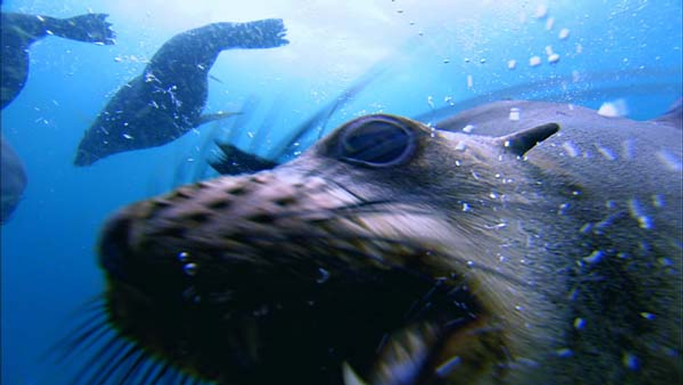 Imagen de Tiburón, en las garras del hombre