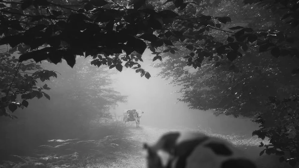 Imagen de 24-frames
