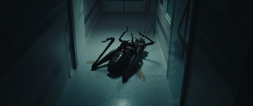 Imagen de The Kiss of the Grasshopper