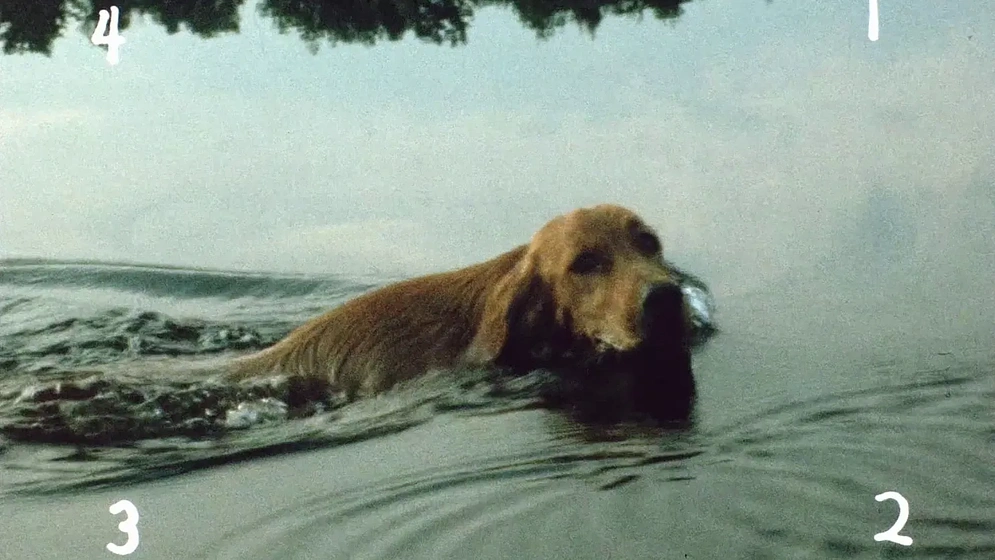 Imagen de everything-everywhere-again-alive