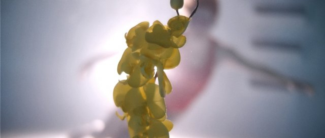 Imagen de Upstream Color