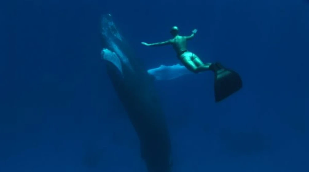 Imagen de the-cove