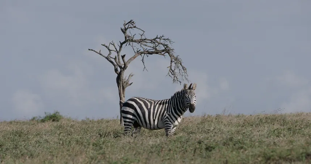Imagen de The Battle for Laikipia